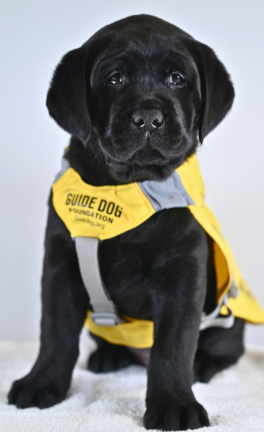 SSA Guide Dog Aero